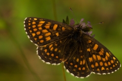 Bosparelmoervlinder (Melitaea athalia)