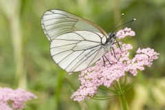 Groot geaderd witje (Aporia crataegi)