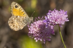 Rotsvlinder (Lasiommata maera)