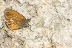 Corsicaans hooibeestje (Coenonympha corinna)