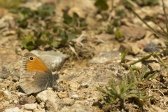 Hooibeestje (Coenonympha pamphilus)