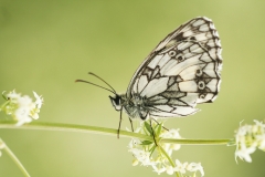 Dambordje (Melanarchia galathea)