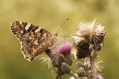 Distelvlinder (Vanessa cardui)