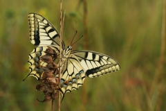 Konininnepage (Papilio machaon)