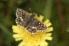 Aardbeivlinder (Pyrgus malvae)