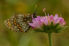 Bosparelmoervlinder (Melitaea athalia)