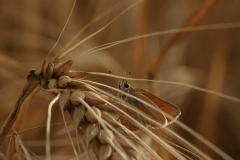 Zwartsprietdikkopje (Thymelicus lineola)