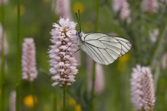 Groot geaderd witje (Aporia crataegi)