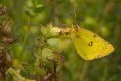 Gele luzernevlinder (Colias hyale)