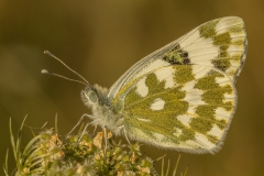 Oostelijk resedawitje (Pontia edusa)