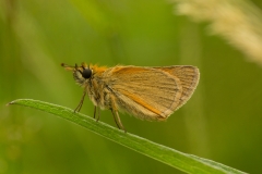 Geelsprietdikkopje (Thymelicus sylvestris)