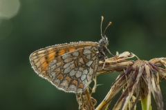 Bosparelmoervlinder (Melitaea athalia)