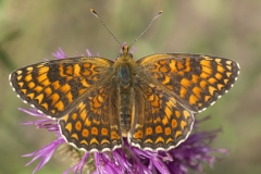 Knoopkruidparelmoervlinder (Melitaea phoebe)