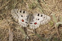 Apollovlinder (Parnassius apollo)