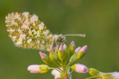 Oranjetipje (Anthocharis cardamines)