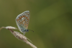 Adonisblauwtje (Polyommatus bellargus)