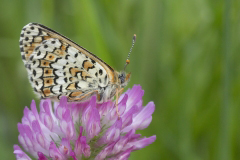 Veldparelmoervlinder (Melitaea cinxia)