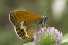 Tweekleurig hooibeestje (Coenonumpha arcania)