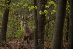 Deze foto maakte ik een uurtje na aankomst, hetzelfde hert als foto no.1