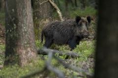 Wild zwijn (Sus scrofa)