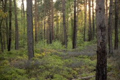 zonsondergang in het dennenbos