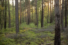 zonsondergang in het dennenbos