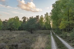 Gemengd bos met heide