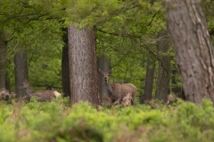 kaalwild, ze zien er erg mager uit. Opgejaagd door de wolf?