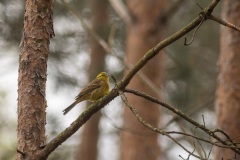 geelgors (Emberiza citrinella)