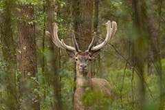 Een twaalf-ender mooi in bastgewei