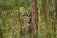 Rustig poserend edelhert, foto is niet eens gecropped