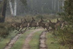 slecht 7 fotos en de ree is uit het beeld verdwenen