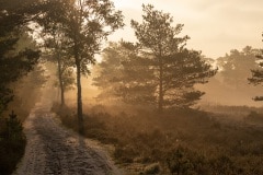 Behalve een baltsende koekoek niets te horen, heerlijk!