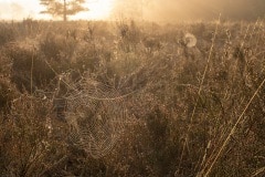 Spinnenweb in het ochtendlicht