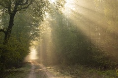 En God zeide: Daar zij licht! en daar werd licht. En God zag het licht, dat het goed was;