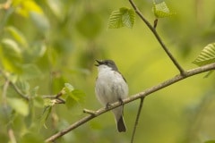 Bonte vliegenvanger (Ficedula hypoleuca)