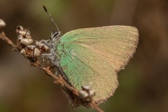 Groentje (Callophrys rubi)