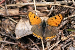 Kleine vuurvlinder (Lycaena phlaeas)