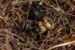 Krompootdoodgraver (Nicrophorus vespillo) op het karkas van een driehoornmestkever