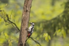 Grote bonte specht (Dendrocopos major)