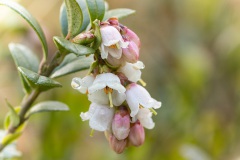 Vossenbes (Vaccinium vitis-idaea)