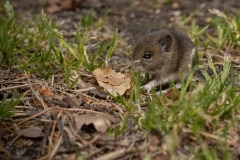 Jonge bosmuis (Apodemus sylvaticus)