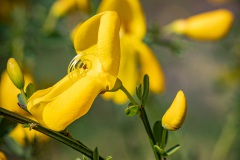 De brem (Cytisus scoparius) bloeit nu volop