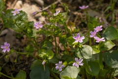 roze winterpostelein (Claytonia sibirica)