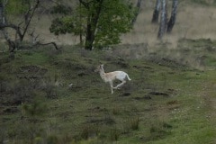 Wit damhert, ook wel Judas deer genoemd omdat hij zijn aanwezigheid verraad