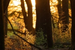 Het laatste zonlicht zet het bos in vuur en vlam