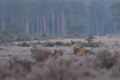 statig edelhert wat over de heide macheert