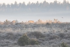 Twee wolven, ze draaien om en lopen rustig weg. Een raaf vliegt mee