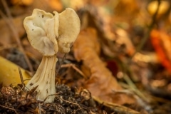 witte kluifzwam (Helvella crispa)