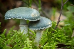 kopergroenzwam (Stropharia aeruginosa)